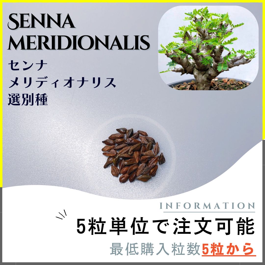 大得価，人気SALE】 50粒 センナ メリディオナリスSenna meridionalis種子