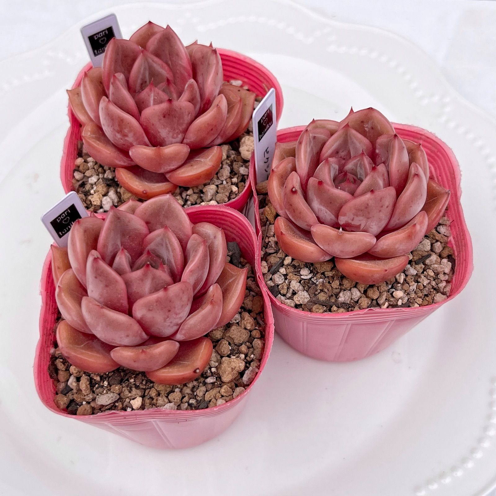 多肉植物 ピクシープラム 韓国苗 - メルカリ 