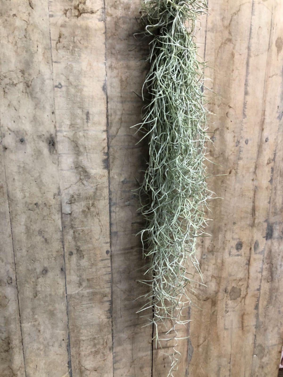 買取り実績 1束】Tillandsia 太葉❗️エアプランツ 【74】速達❗️生花