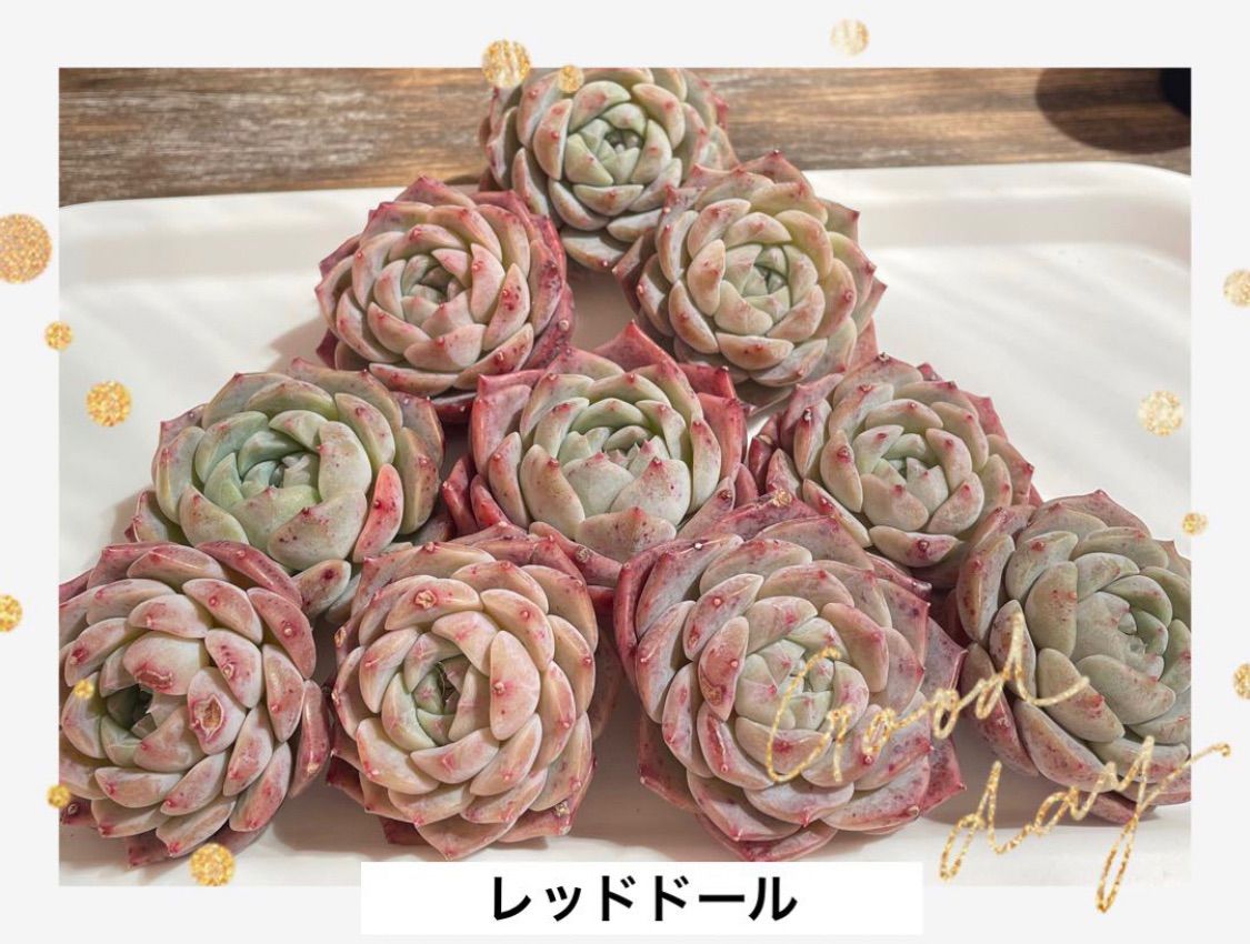 10苗セット ❁現品販売❁ レッドドール カット苗 多肉植物 - メルカリ