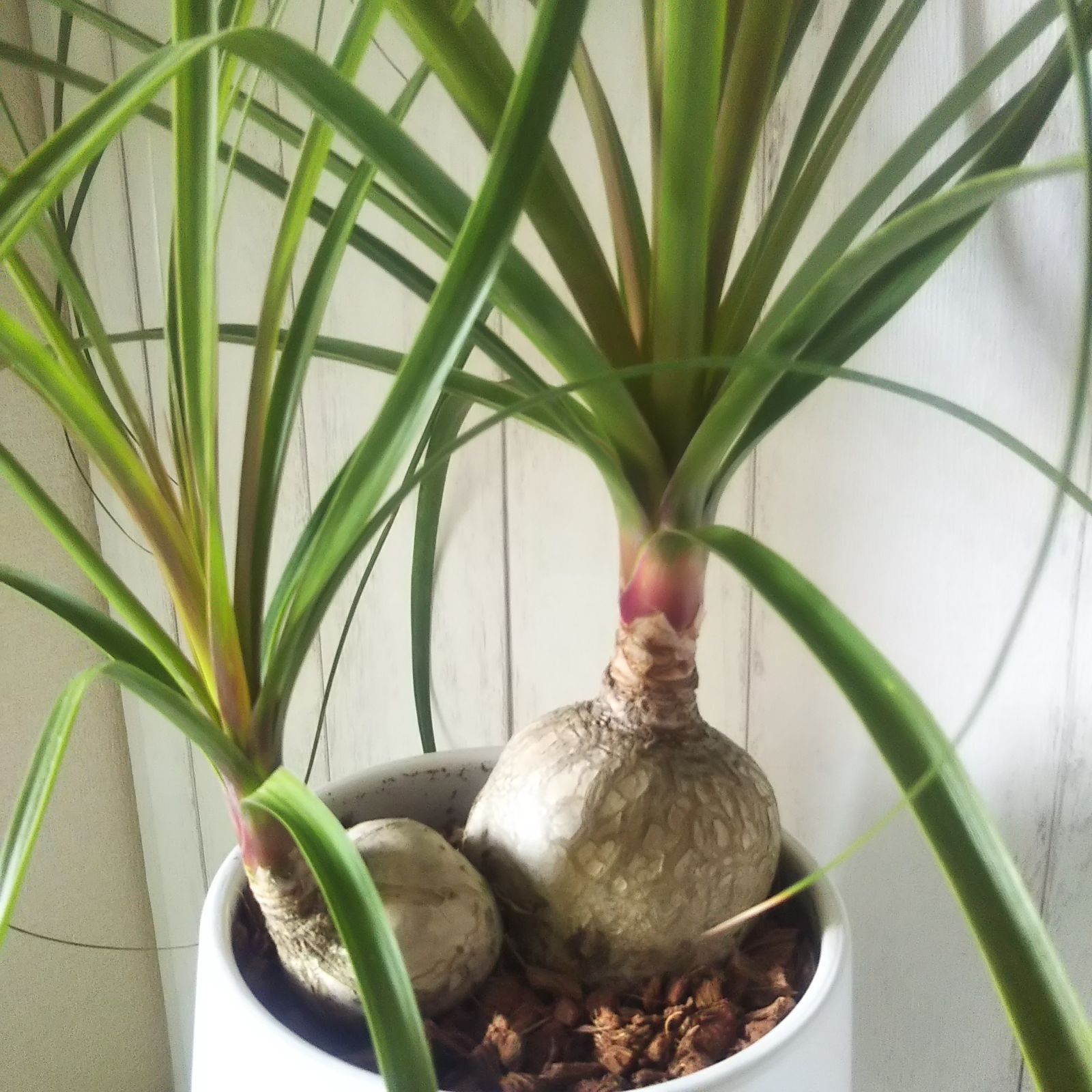 安心発送 ノリナポニーテール トックリラン 陶器鉢受皿付 珍しい樹形 可愛い観葉植物 Macarons Recrutement Com