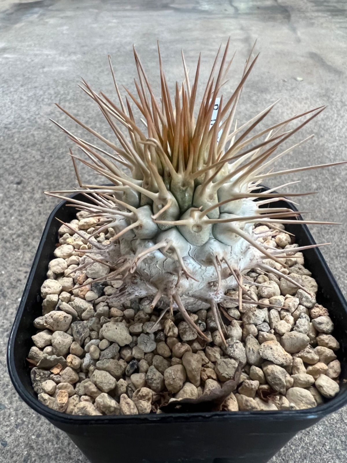 カ*ン様 モンソニア ムルチフィダ現地球 大株 発根済み 鉢ごと D420【自社養生株】モンソニア ムルチフィダ（現地球・発根未確認株