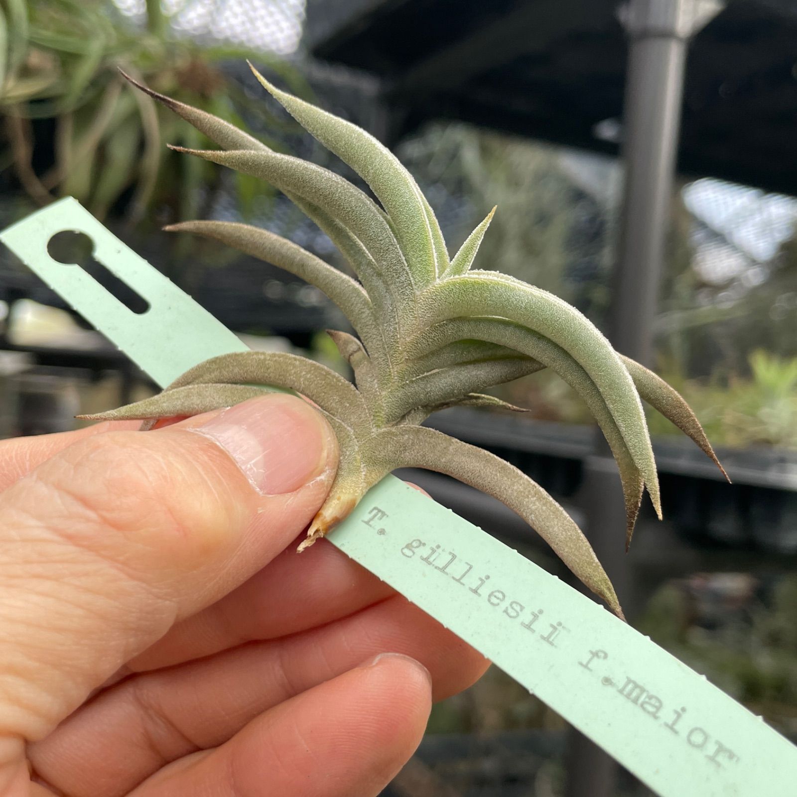 ギリエシークランプ Tillandsia 美しすぎる4株クランプの