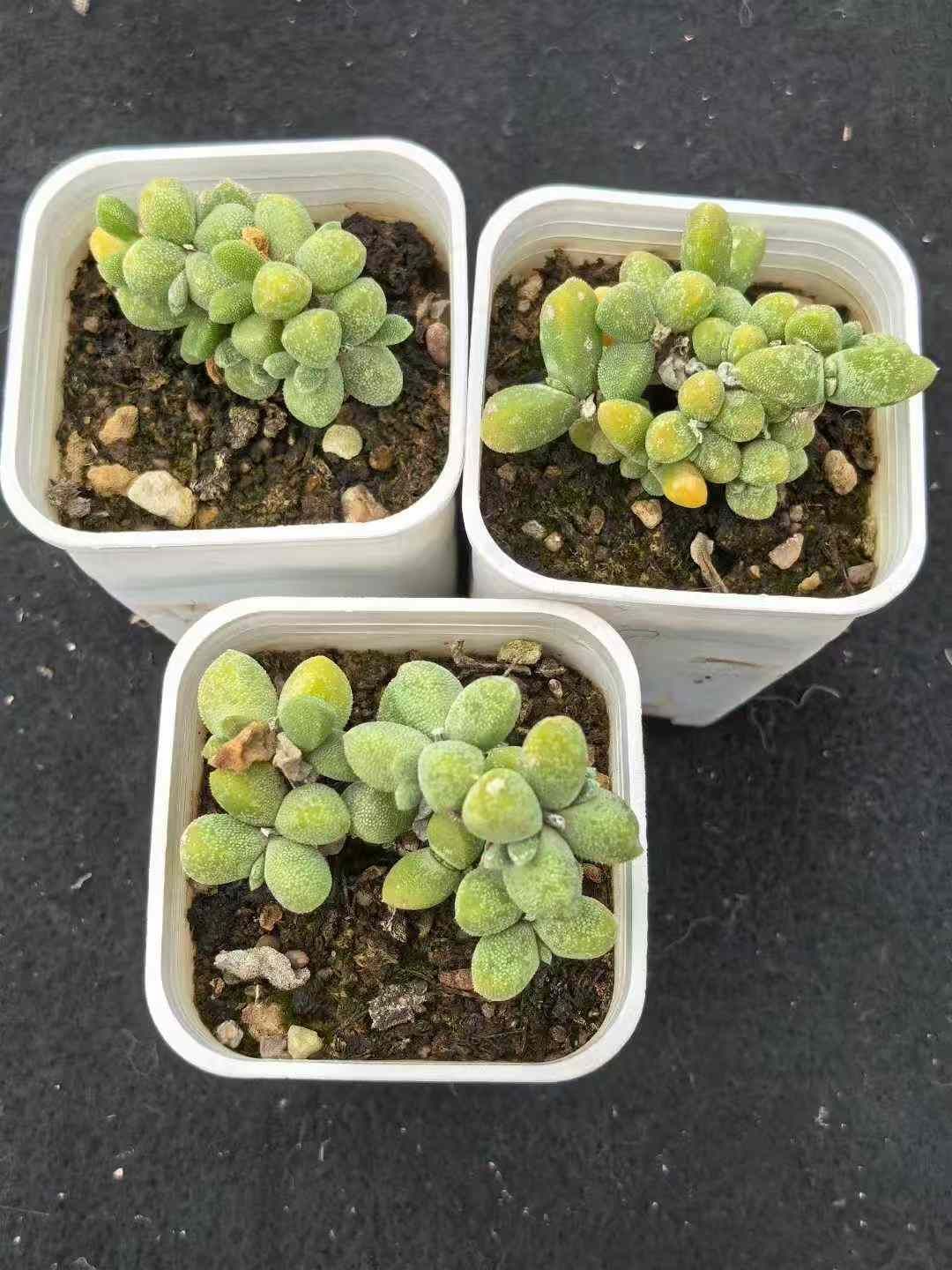 メセンの一種 ドロサンセマム