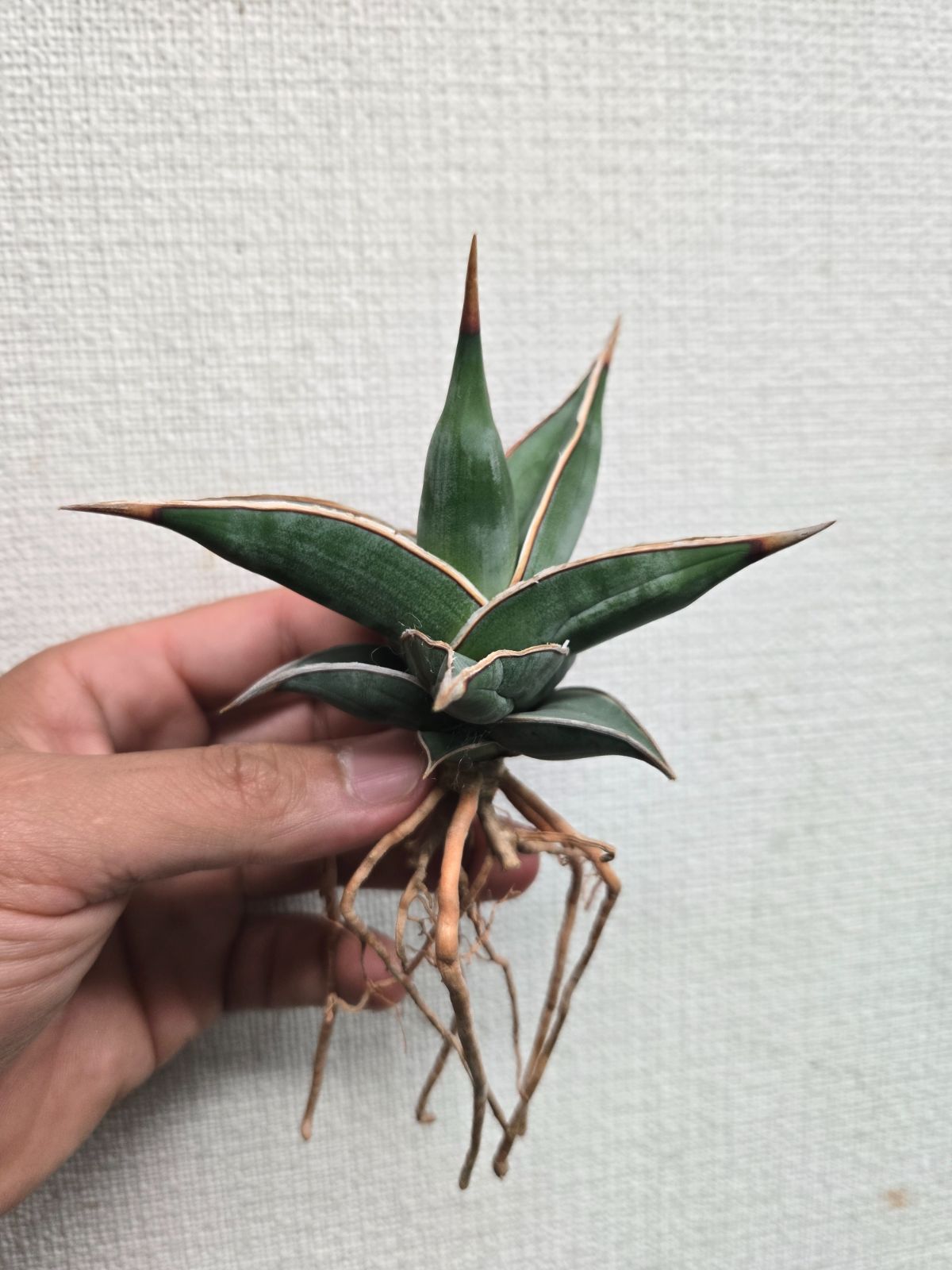 大② 希少 サンスベリア ピングイキュラ 斑入り バリエガータ
