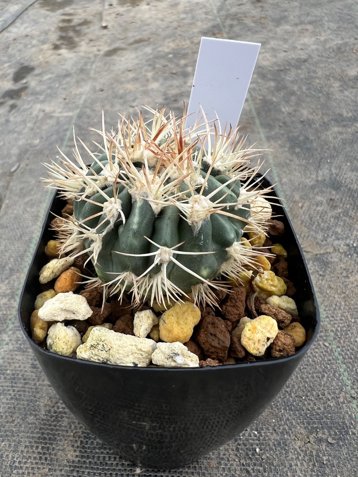 エキノカクタス　綾波モンストローサ2 綾波モンストローサ | 叢 – くさむら – Qusamura