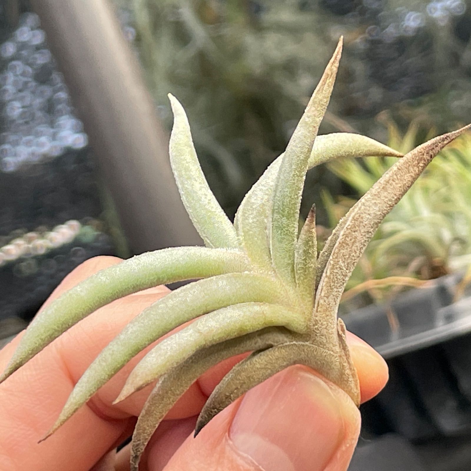 HR＊チランジア ギリエシー マイオール Tillandsia gilliesii fa