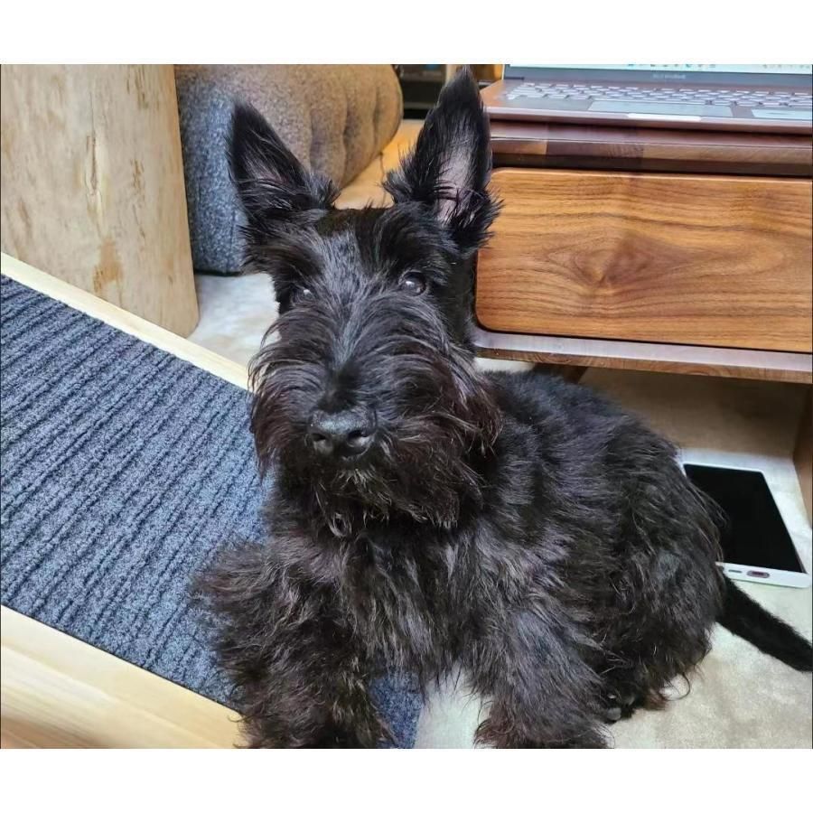 滑り止め付 ソファ