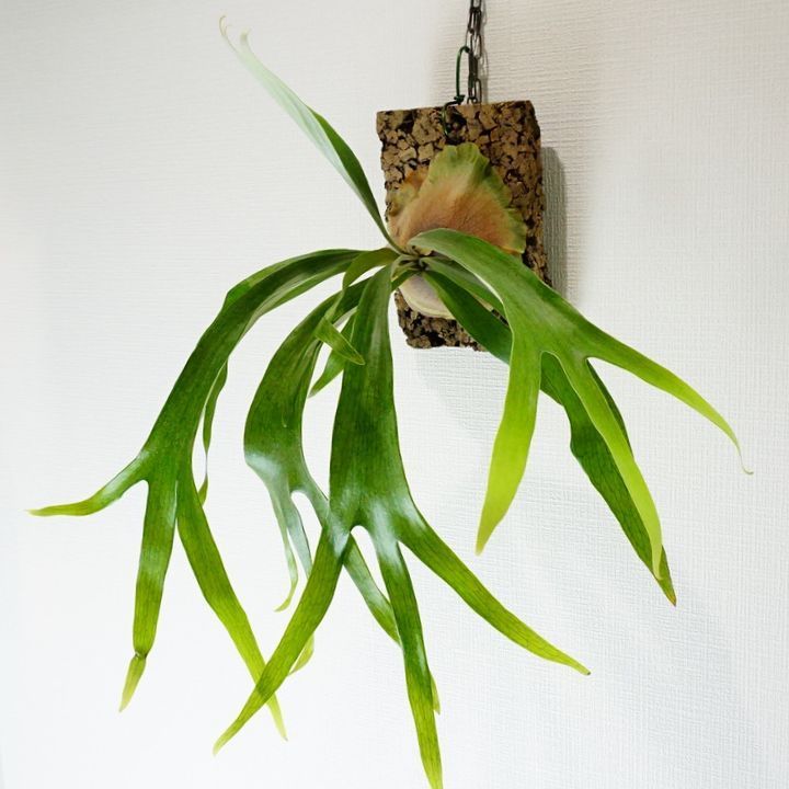 ビカクシダ ビフルカツム マウントルイス コウモリラン