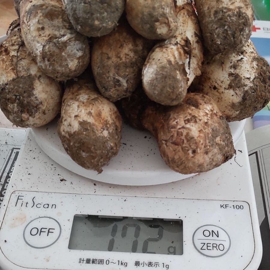 岩手県 国産 松茸 683g 訳あり 【公式通販】