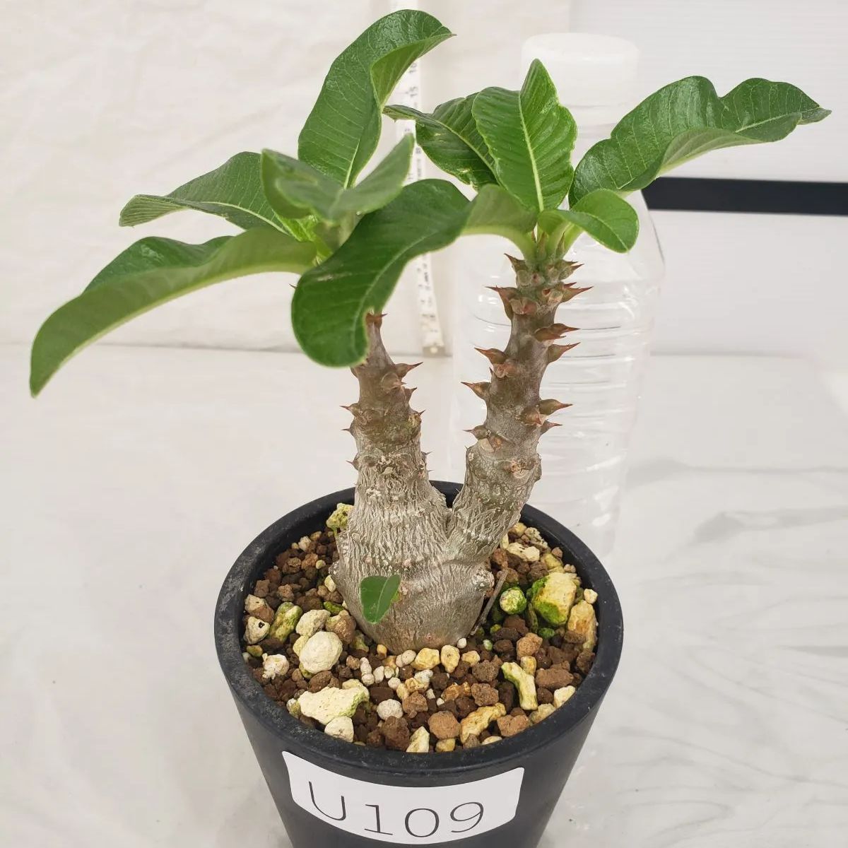 パキポディウム ウィンゾリー 実生 塊根植物 (ザ・ファーム パキポディウム ウィンゾリー 実生 塊根植物 (ザ・ファーム