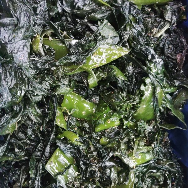 宮城県産 塩蔵ワカメ B級品 訳あり品 塩蔵わかめ 2kg入 小