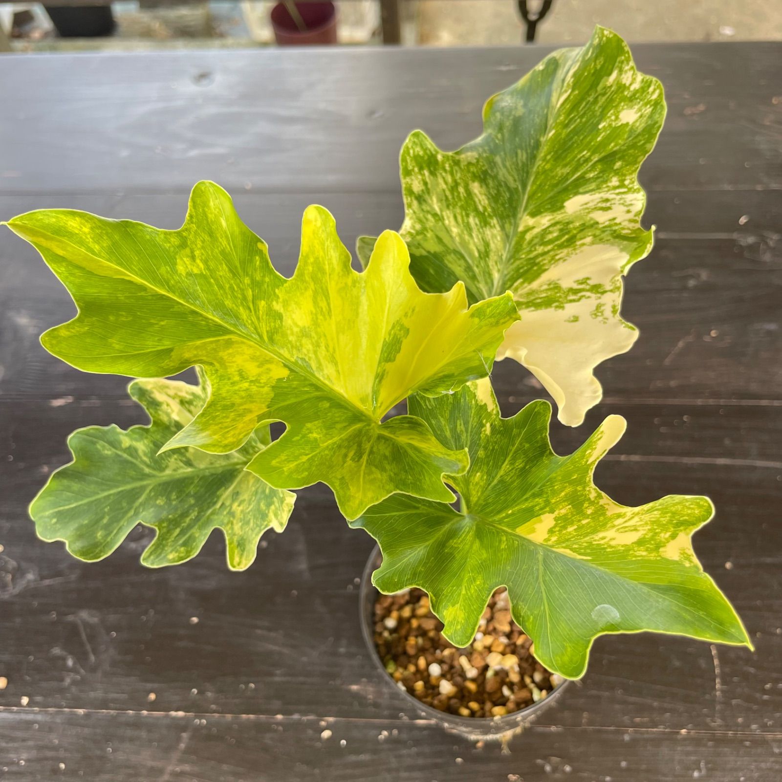 フィロデンドロン セローム 極斑入り 極斑】フィロデンドロン セローム 斑入り Philodendron Selloum
