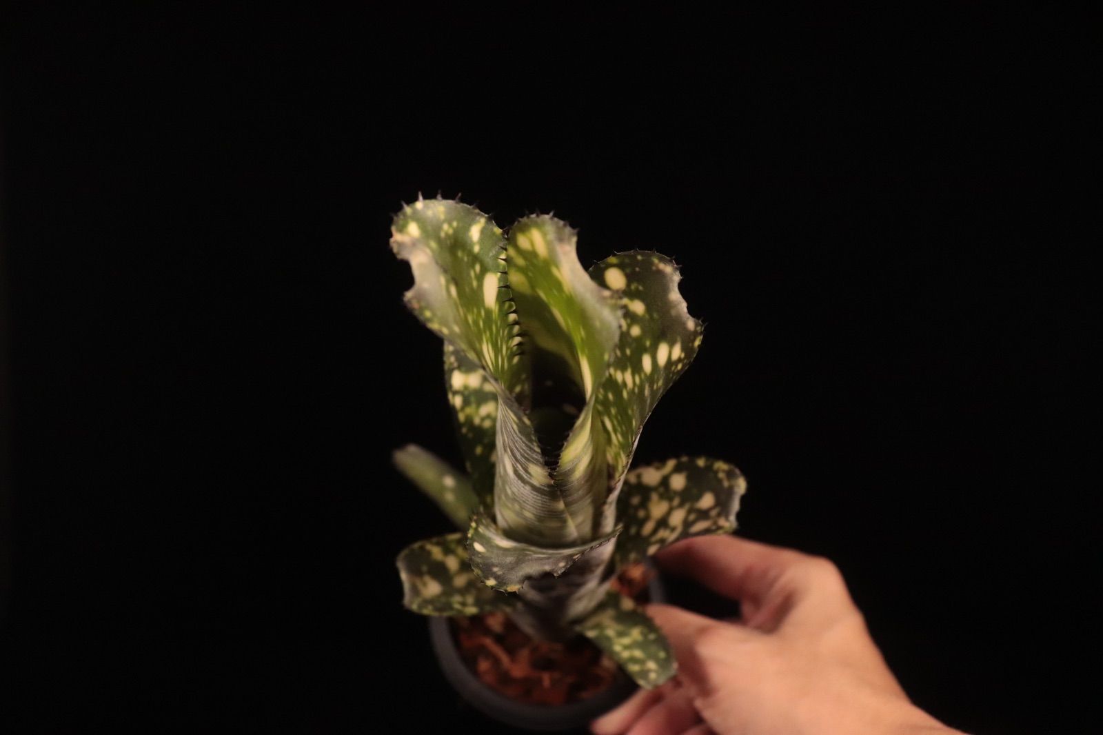 送料無料】xHohenmea 'Ninja Starburst'〔ホヘンメア〕現品発送H217