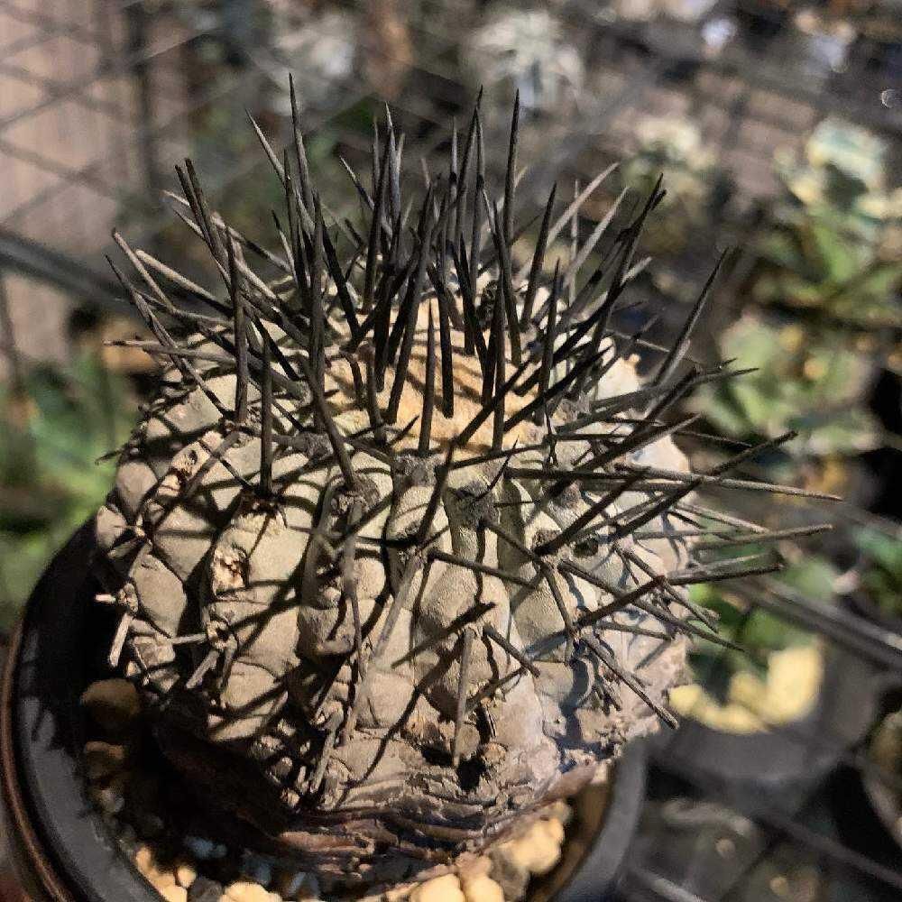 黒王丸 実生 鉢植えメルカリ便送料込み copiapoa 黒王丸 実生 - メルカリ