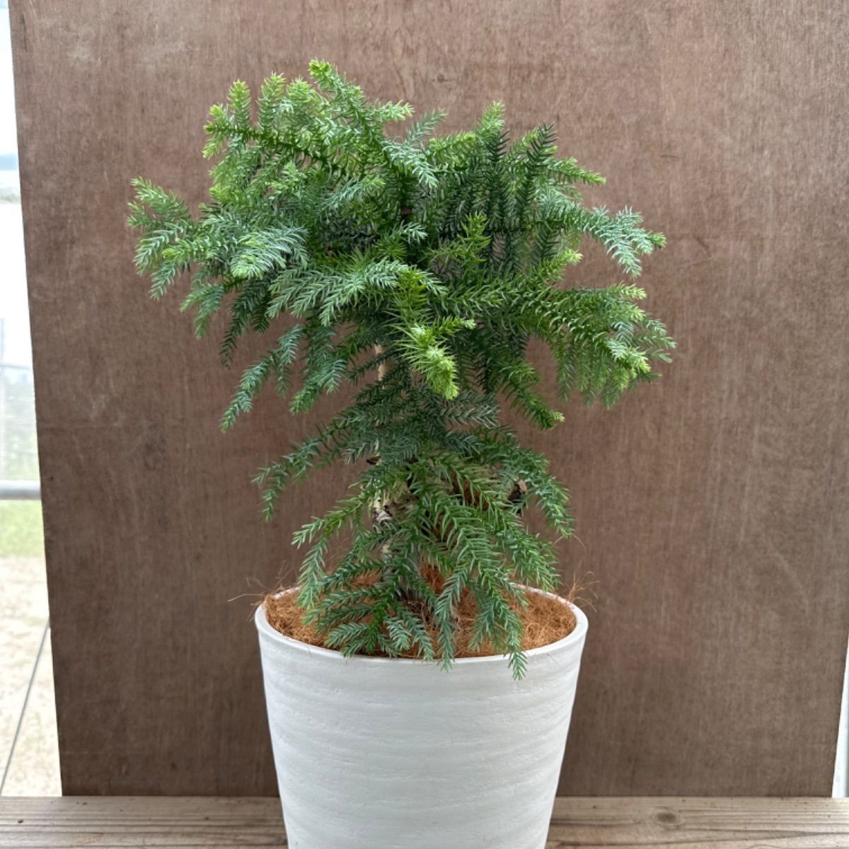 アロカリア② 8号 観葉植物 観葉 植物 黄金昇り竜 シマナンヨウスギ