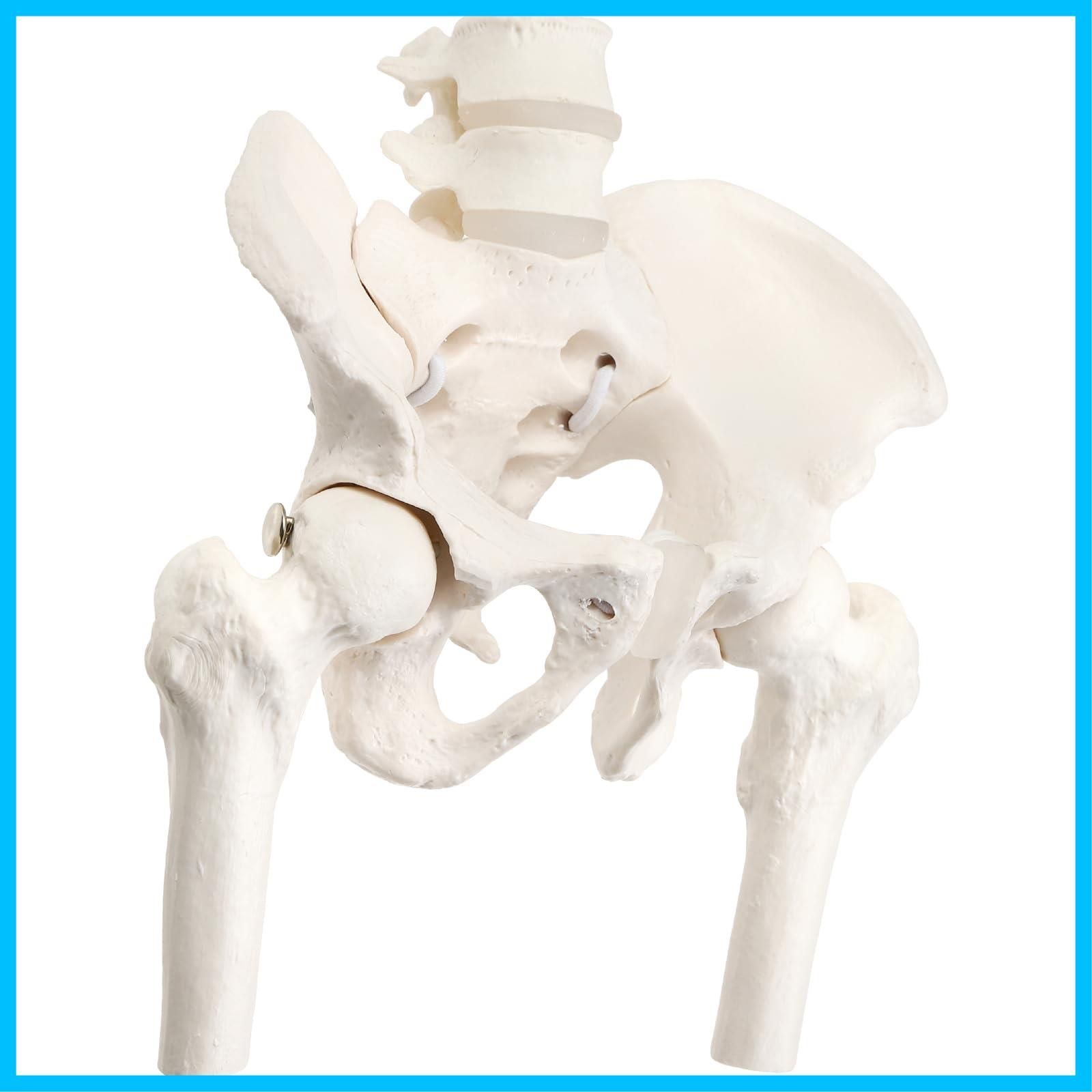 人気商品】女性 伸縮コード 骨格標本 理学療法士監修 骨模型 人体模型
