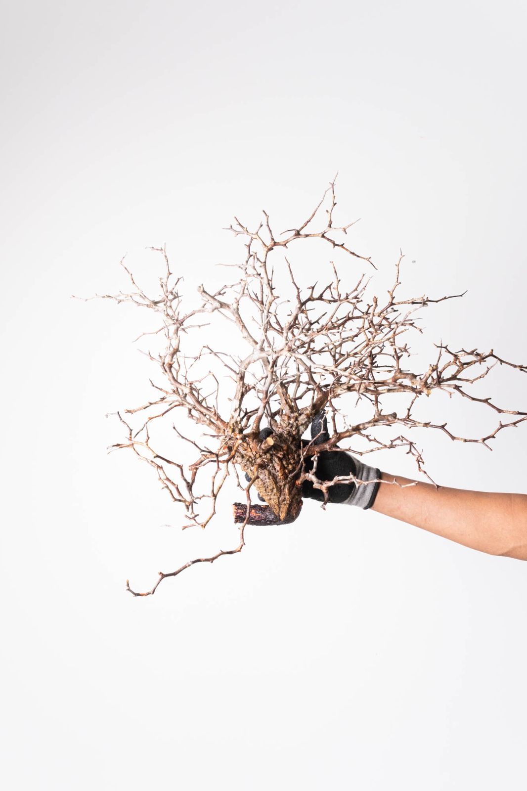 IP63 オペルクリカリア パキプス コーデックス ベアルート株 CP67 オペルクリカリア パキプス ベアルート株 オペルクリカリア