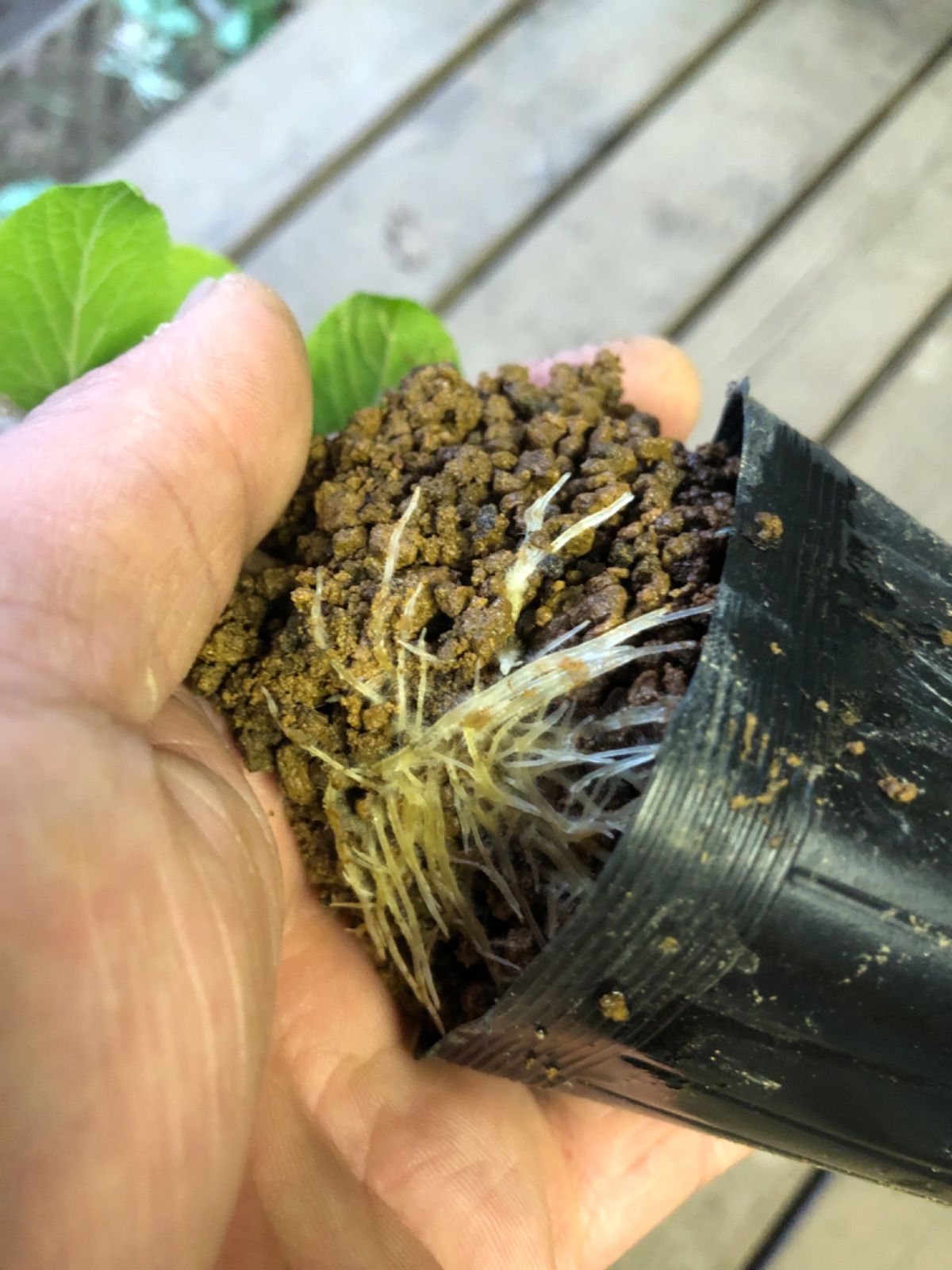 発根済み マタタビ 挿し木苗 チビ苗 抜き苗1本＋おまけ1本