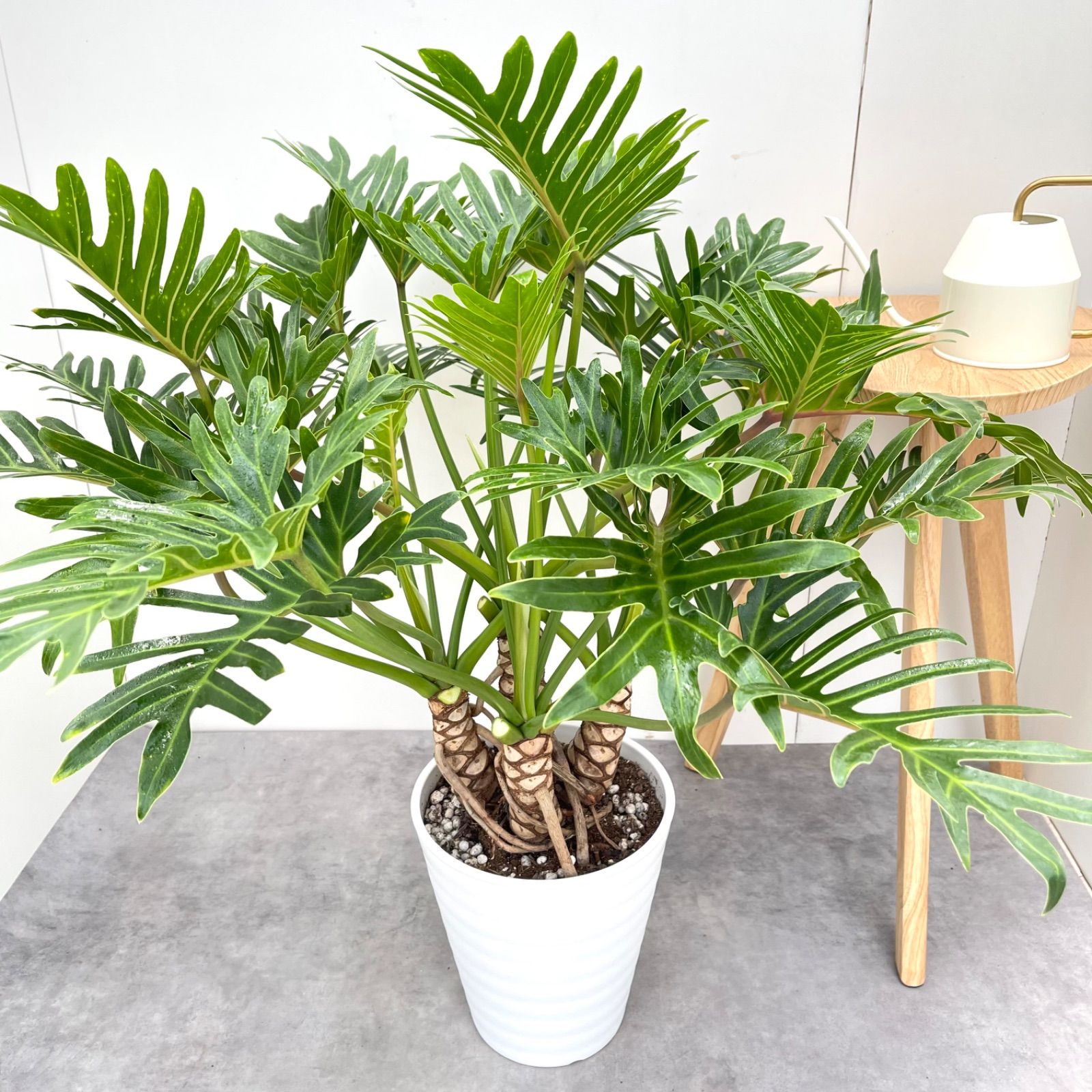 購入 ※売約済※フィロデンドロン クッカバラ ジャイアント 幹上がり 11