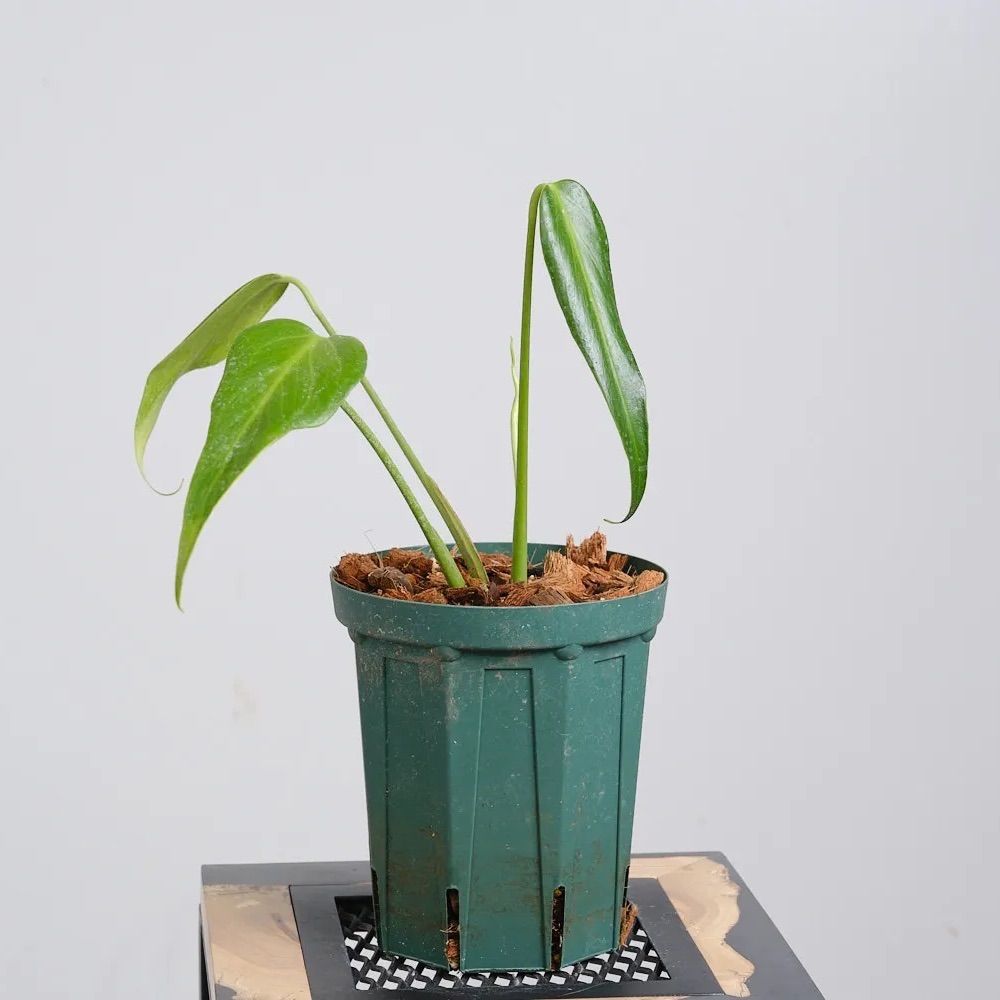 フランソワ·ディザルニー　大判リトグラフ『川岸の家』 フランソワ·ディザルニー 大判リトグラフ『川岸の家』 - メルカリ