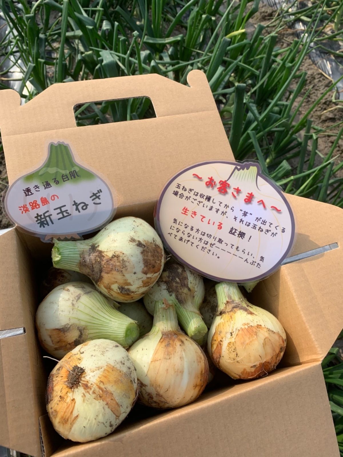 新玉ねぎ10kg?シャーロットオニオン 今が旬