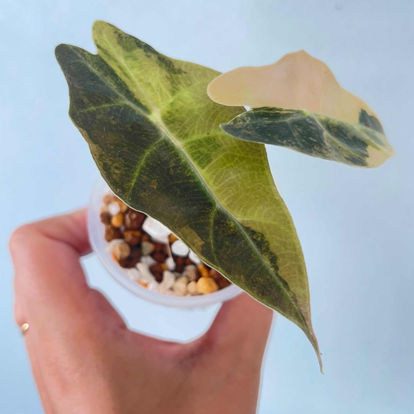 レア】アロカシア サンデリアナ ブル オーレア 斑入りAlocasia