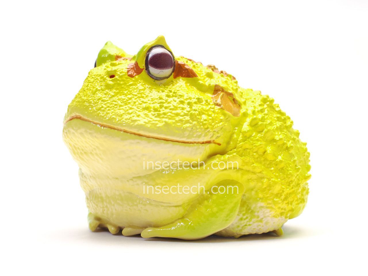 動物の惑星】クランウェルツノガエル（パイナップル）フィギュア