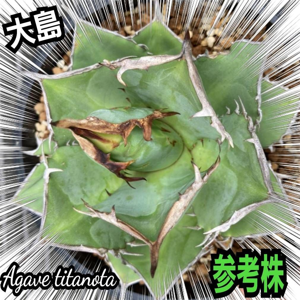アガベ　チタノタ　大島　優良血統子株厳選　白棘　強棘　鋭い白刺と鋭い葉型が特徴！