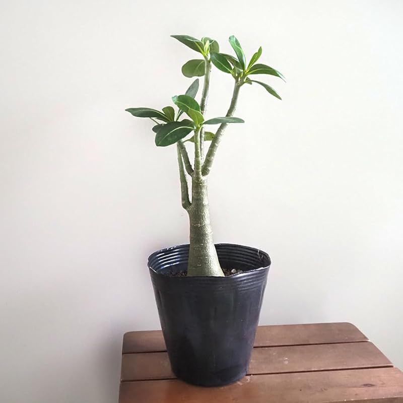 ＩＴＡＮＳＥ アデニウム アラビカム ブラックステム 5号 1個売り 多肉植物 コーデックス 塊根植物 学名 Adenium arabicum black stem キョウチクトウ科 別名 砂漠のバラ 浅黒く染まった独特の表皮が特徴 塊根が太く寸詰ま