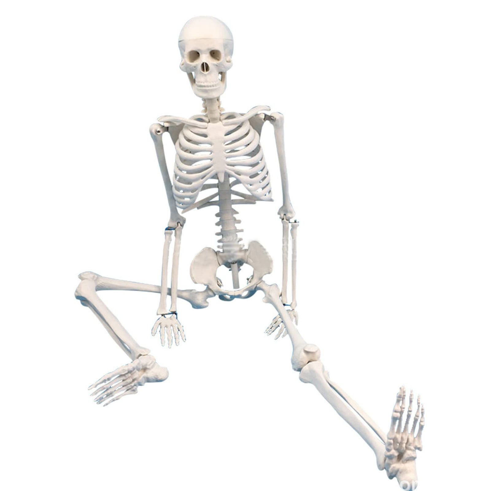 sac taske 人体模型 骨格標本 全身 直立型 関節可動 骸骨 教材 人体