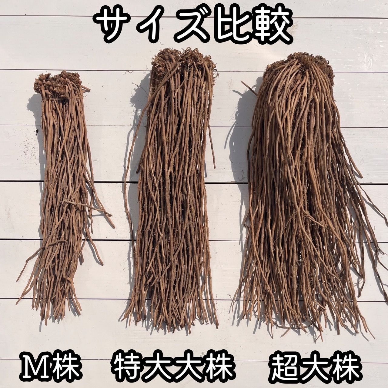 満味紫 マンミムラサキ
