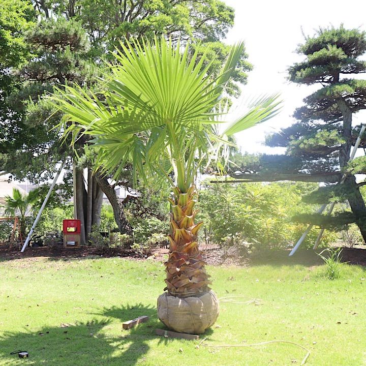 No.11
