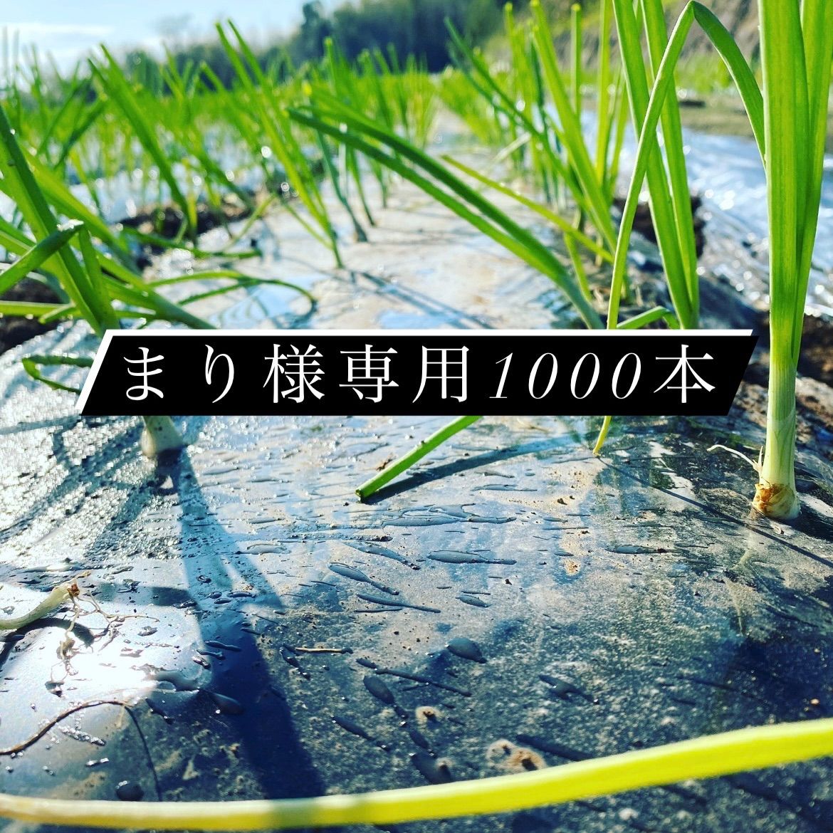 農家が作る玉ねぎ苗 まり様