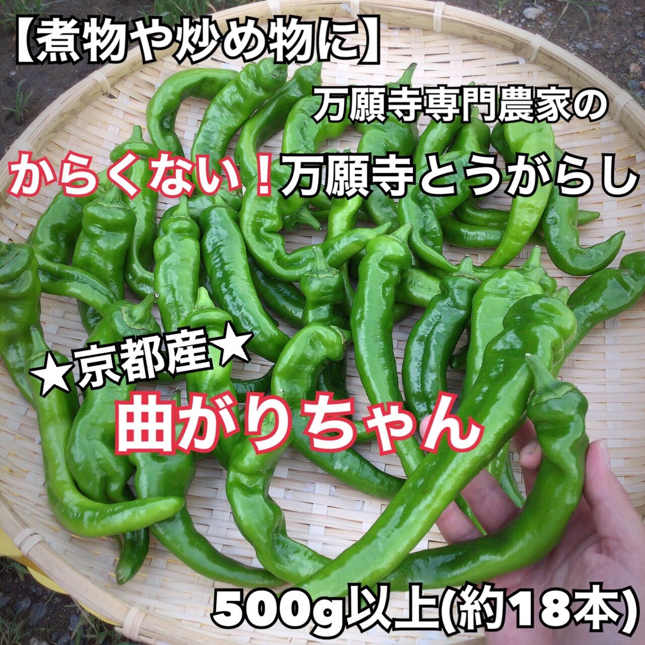 炒め物や煮物に】辛くない！小ぶり☆京都産☆万願寺とうがらし500g(約