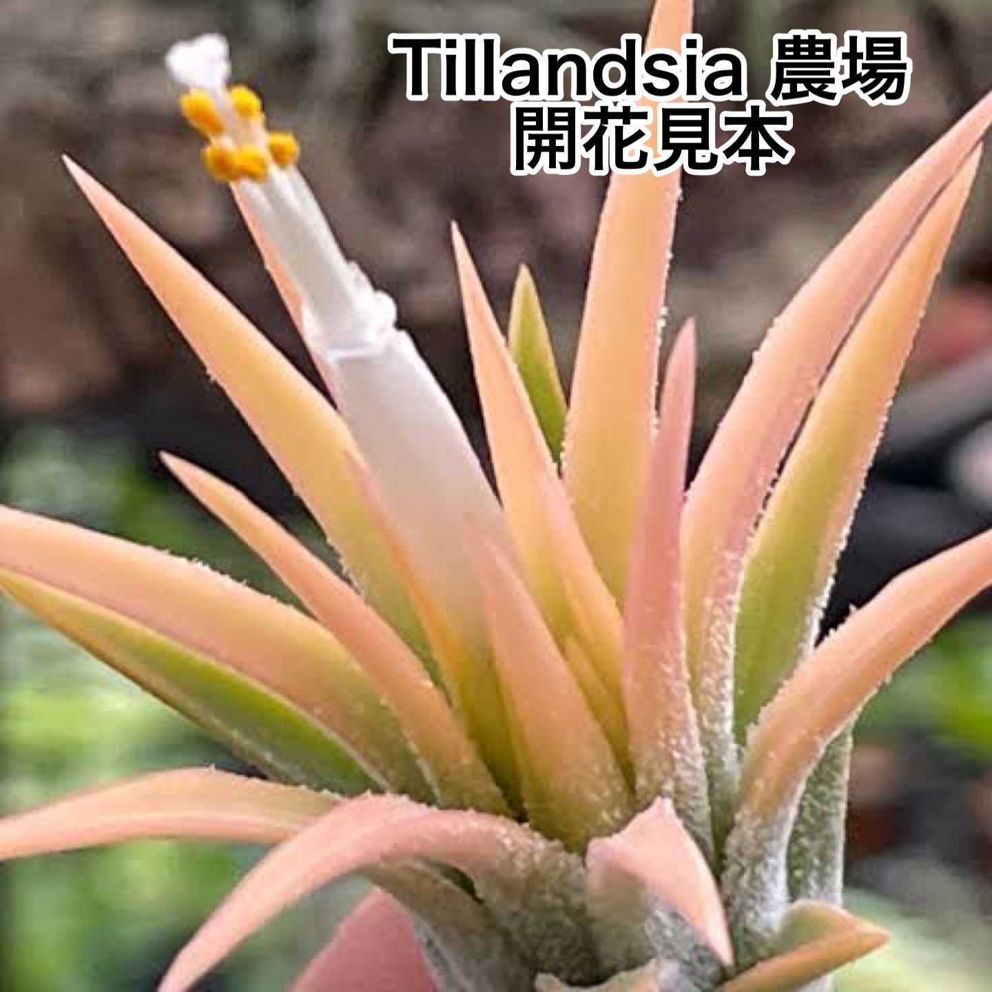 チランジア イオナンタ ピーチ ホワイト(白花) フラワーフォーム Tillandsia ionantha white flower form *エアプランツ@フラワーショップ江口 チランジア イオナンタ ピーチ ホワイト(白花) フラワーフォーム Tillandsia ionantha white flower form *エアプランツ@フラワーショップ江口