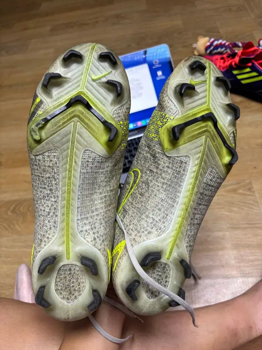 アガベ サルミアナ フェロックス バターフィンガー 斑入り 50センチ