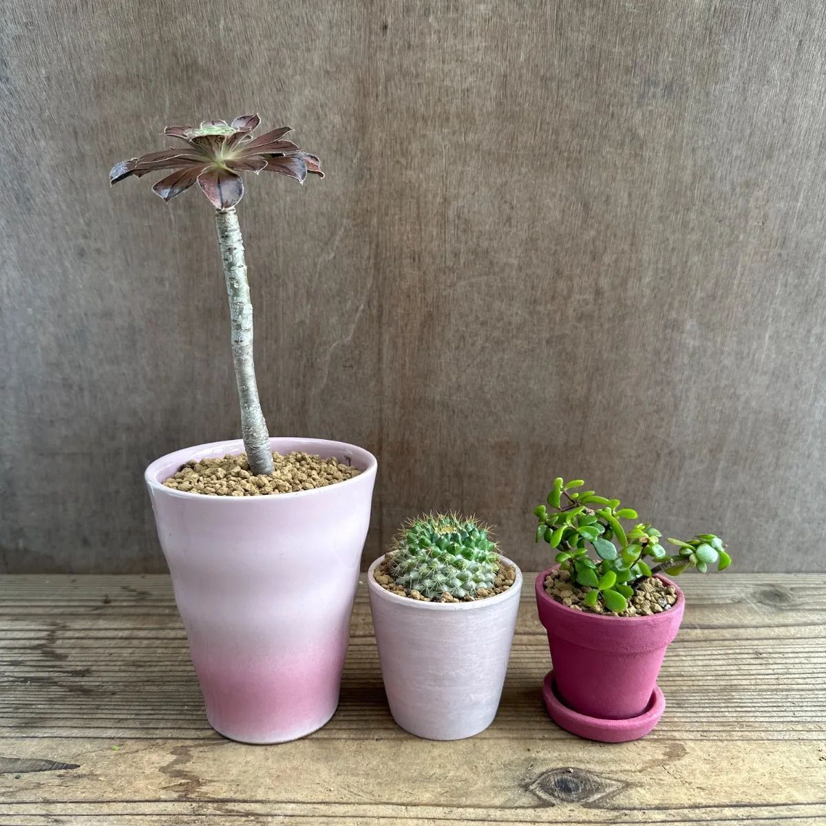多肉植物 アエオニウム、サボテン、ポーチュラカリア 3個セット