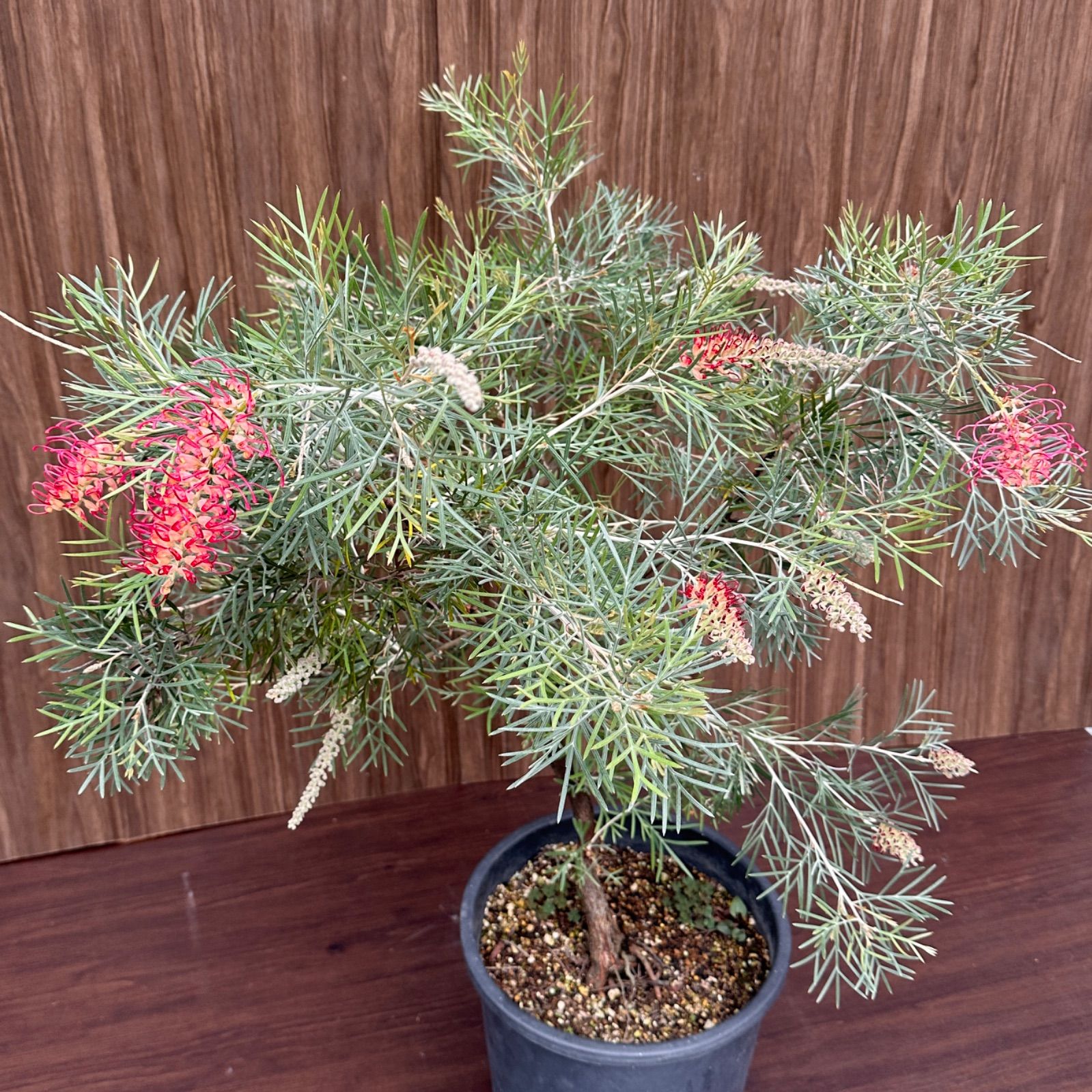 スピリットオブアンザック 10号