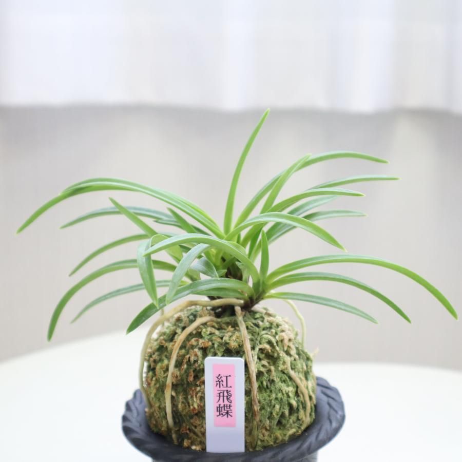 富貴蘭 紅飛蝶 べにひちょう fu-t229-b フウキラン 蘭 花 - メルカリ