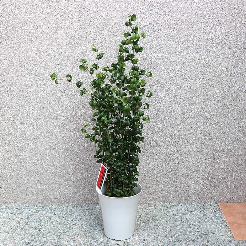 ＩＴＡＮＳＥ フィカス ベンジャミン バロック 観葉植物中型 6号プラスチック鉢 品種で選べる観葉植物 リビングやオフィス向きサイズ 1個売り にも育てやすく リビングやオフィスのインテリアに 造花ではありません