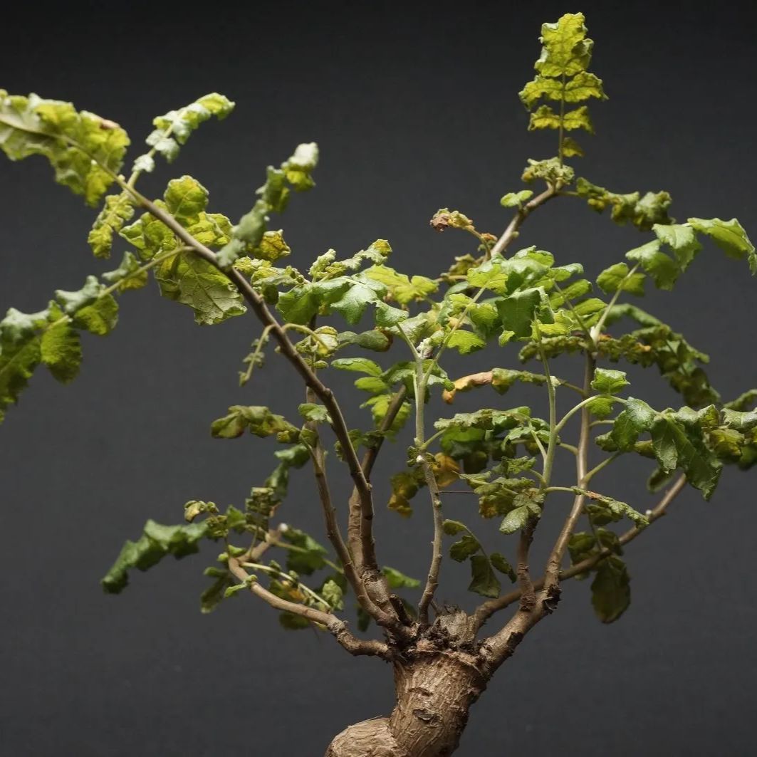 メルカリ便　ボスウェリア　サクラ　鉢ごと Boswellia sacra