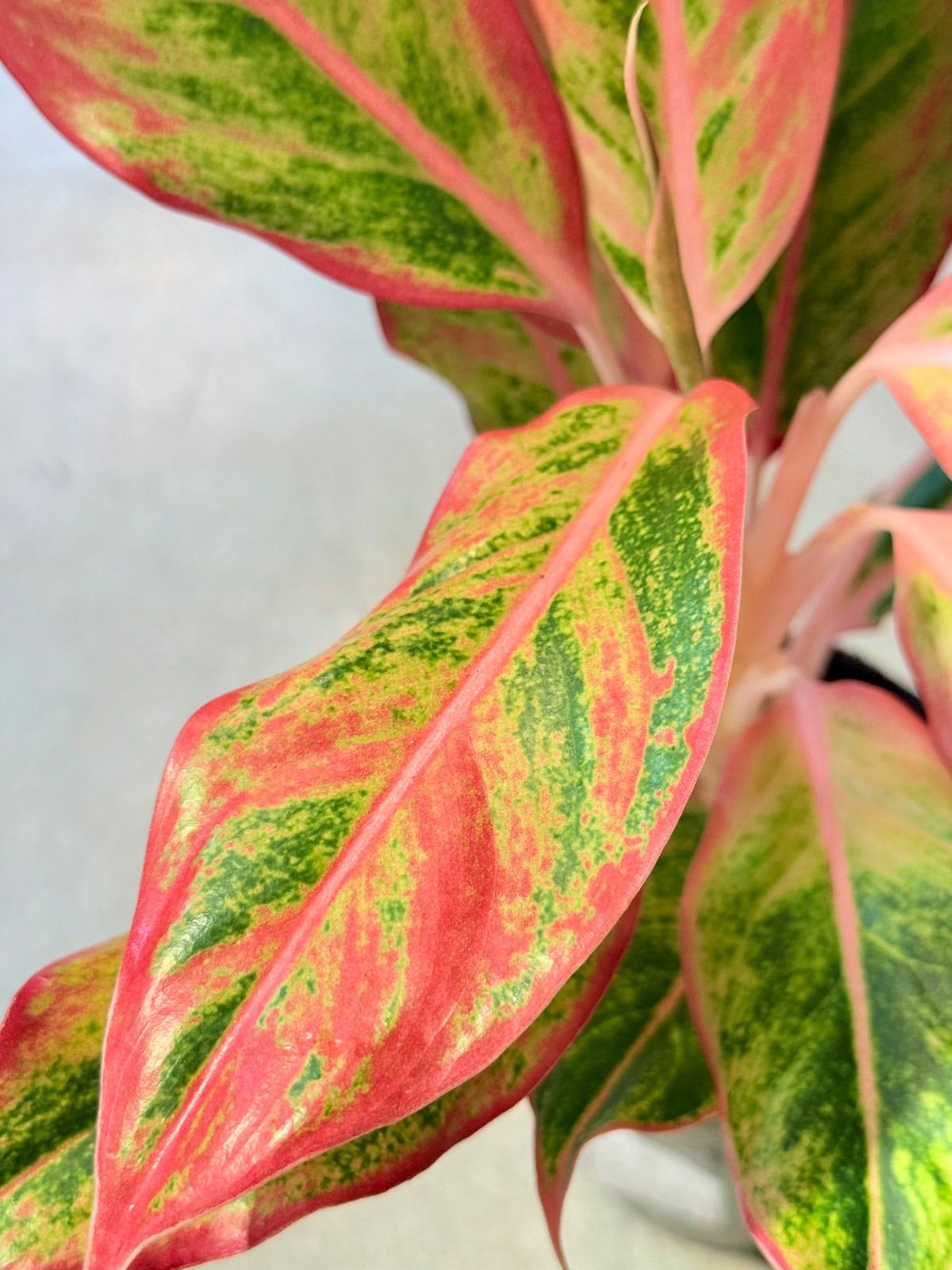 ポットごと 雪兎 斑入りサンデルシー 希少 斑入りスイカぺぺ ぺぺ