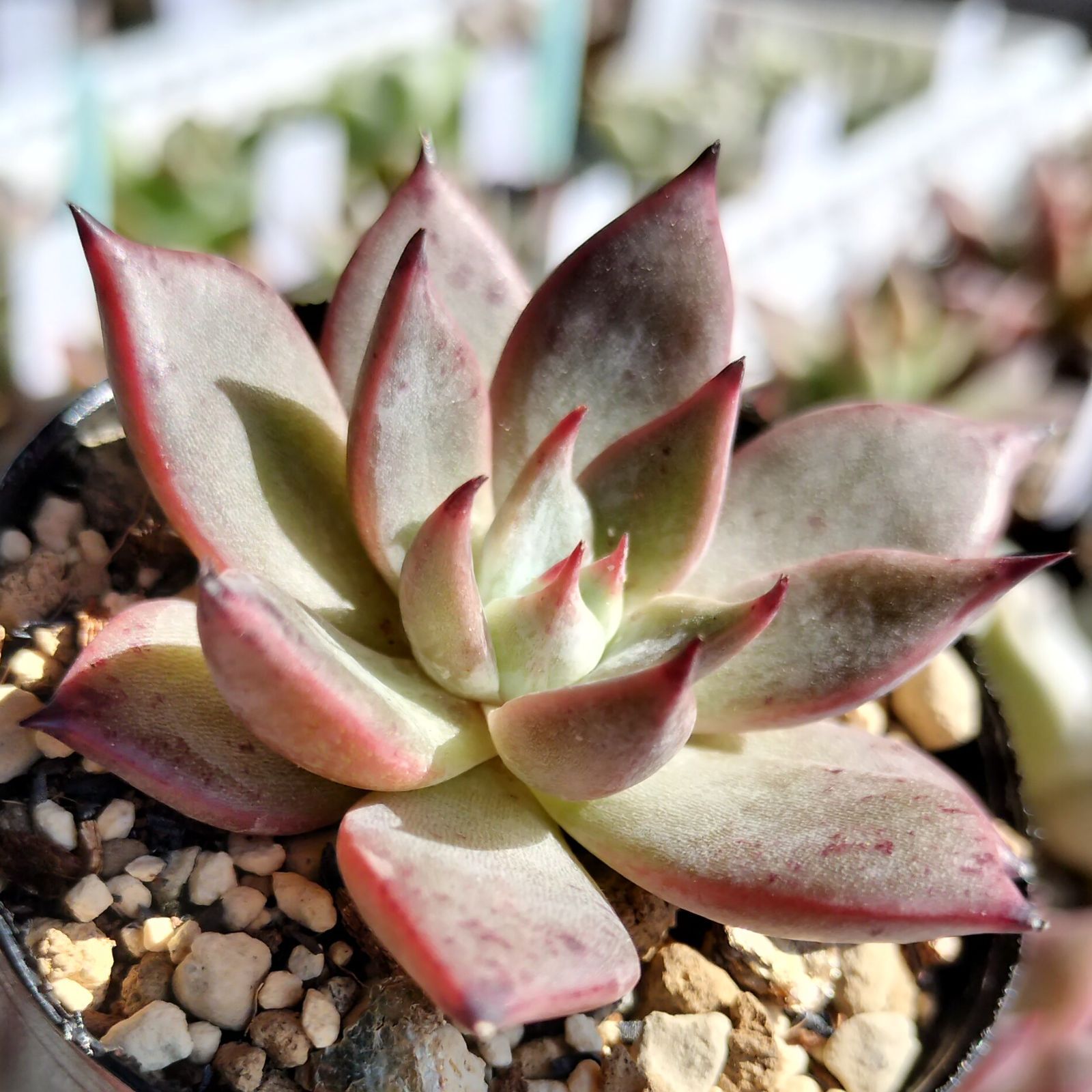 紫式部 サボテン相談室 多肉植物 - メルカリ