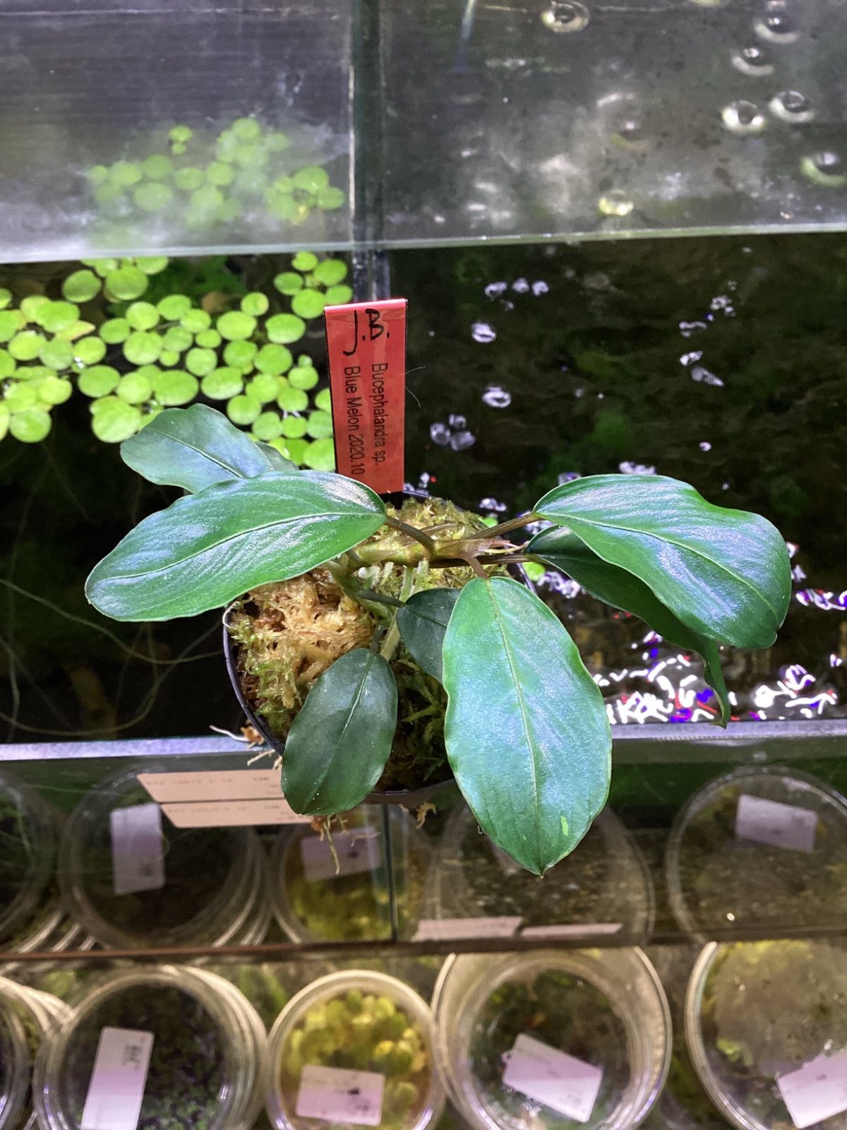 水草 Bucephalandra sp. blue melon 一点物 Bucephalandra sp. Blue Melon 大株 2020.10 No.48