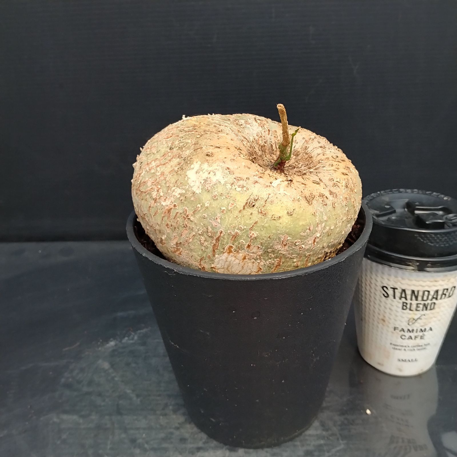 X214【新入荷！】アデニア キルキー（発根未確認・鉢植え