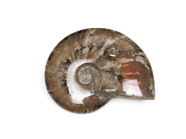 確認用　化石 Amazon | 【N2 stone Natural】天然化石 アンモナイト (Ammonite