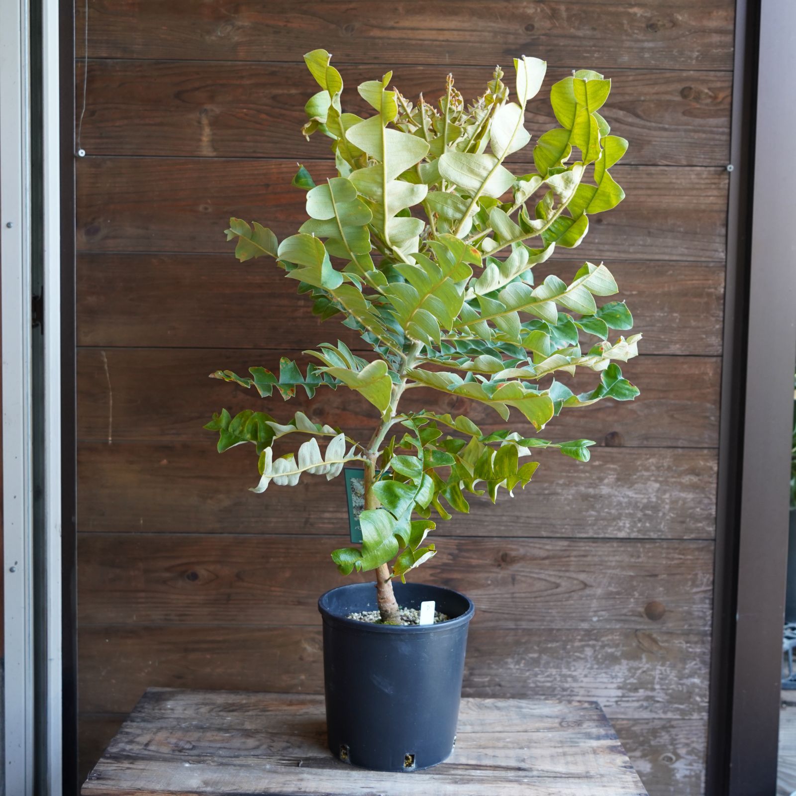 ニオイシュロラン3本立ち ニオイシュロラン 3本立 葉先190cm 【根巻き