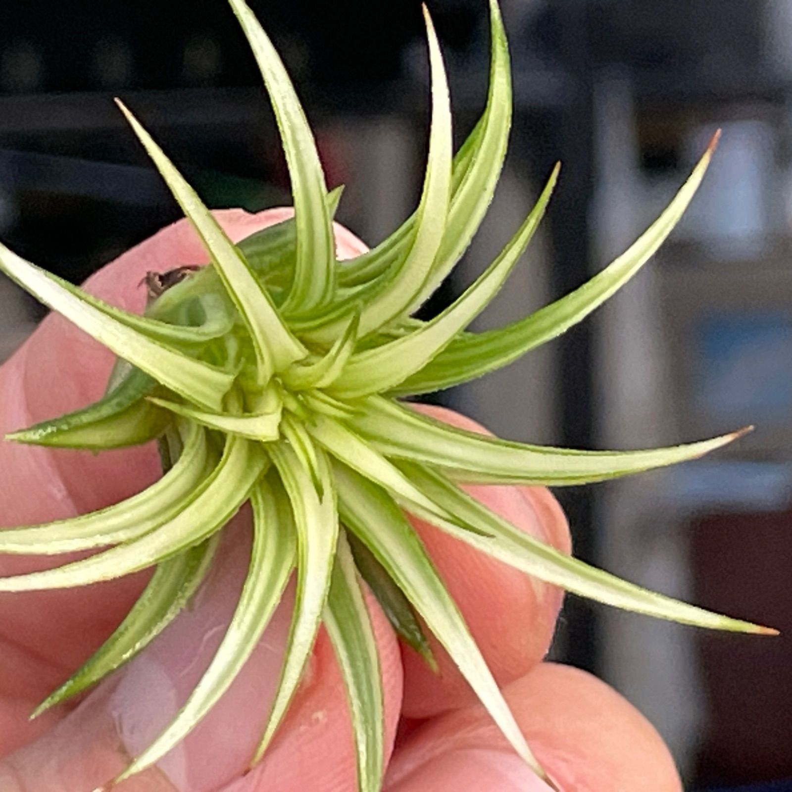 5φ×4]チランジア イオナンタ アルボマルギナータ Tillandsia ionantha