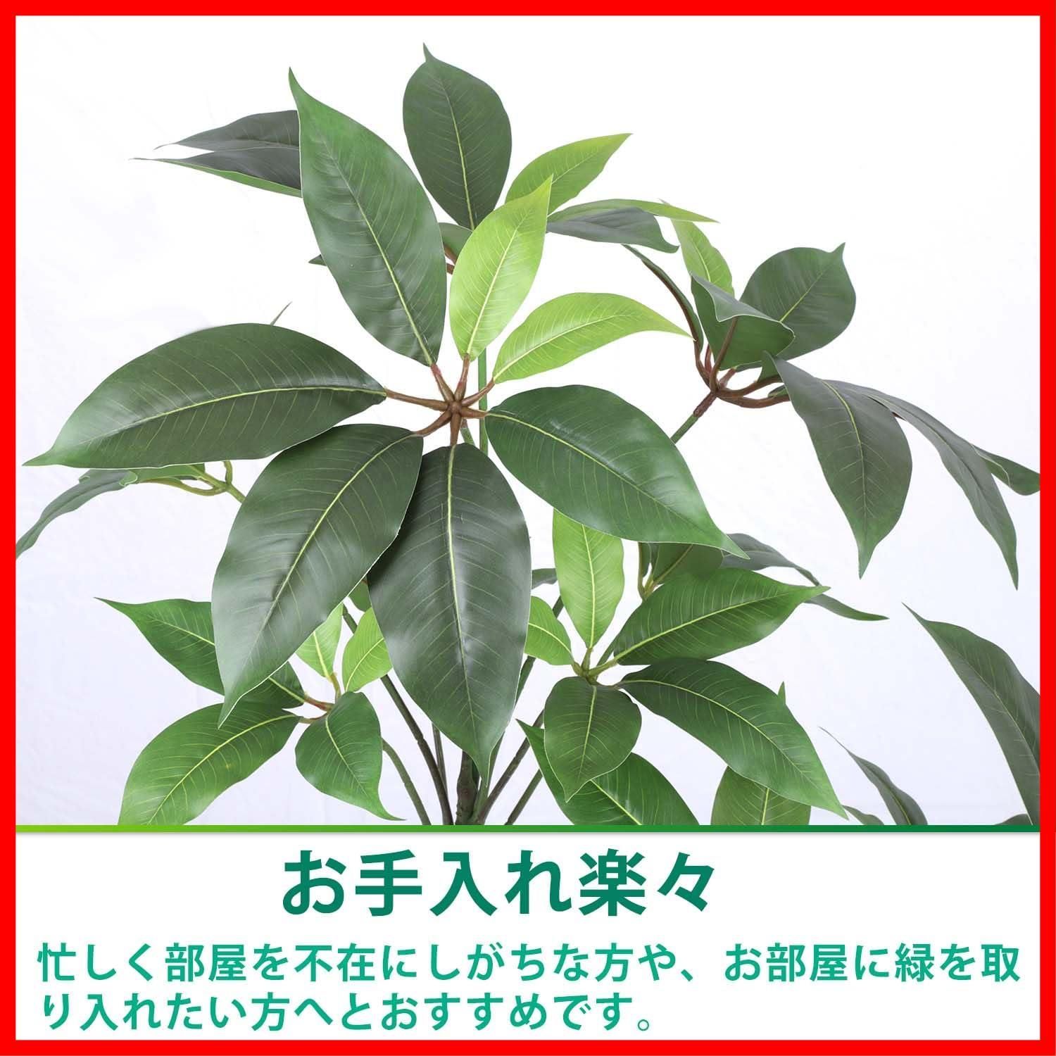 観葉樹